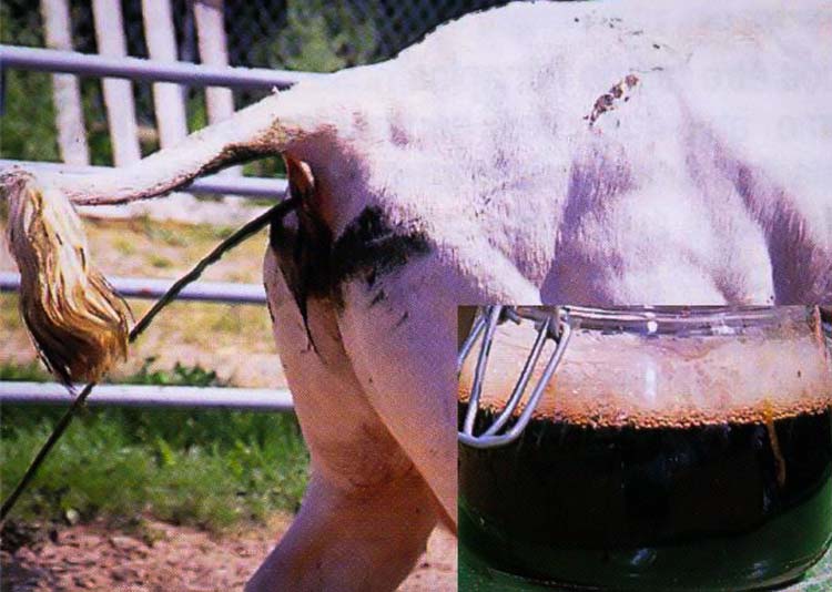 « La diarrhée en jets ou diarrhée ficelle et les urines sombres sont des symptômes caractéristiques de la piroplasmose. » - Illustration Le gouvernement lance un plan de lutte contre la diarrhée virale bovine