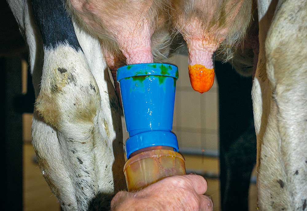 La présentation du produit influe aussi sur le choix des éleveurs : viscosité, odeur, couleur. Peu importe : pourvu que l’efficacité soit au rendez-vous. - Illustration Le post-trempage des trayons fait barrière