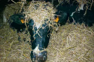 Un paillage abondant est favorable à la montée en température de la litière.