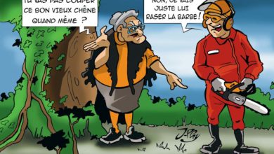 Photo of Le lierre en liesse