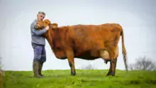 Appelée " Vache à Madame " pour son bon caractère ou " vache des châteaux " car très appréciée autrefois par la noblesse pour son lait d'excellente qualité, la race Froment du Léon est une race bovine à très faible effectif, dont le berceau se situe dans les Côtes-d'Armor.
