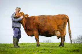 Appelée " Vache à Madame " pour son bon caractère ou " vache des châteaux " car très appréciée autrefois par la noblesse pour son lait d'excellente qualité, la race Froment du Léon est une race bovine à très faible effectif, dont le berceau se situe dans les Côtes-d'Armor.