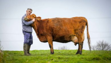 Photo of La vache Froment du Léon, 1er Prix National de l’agrobiodiversité animale 2018
