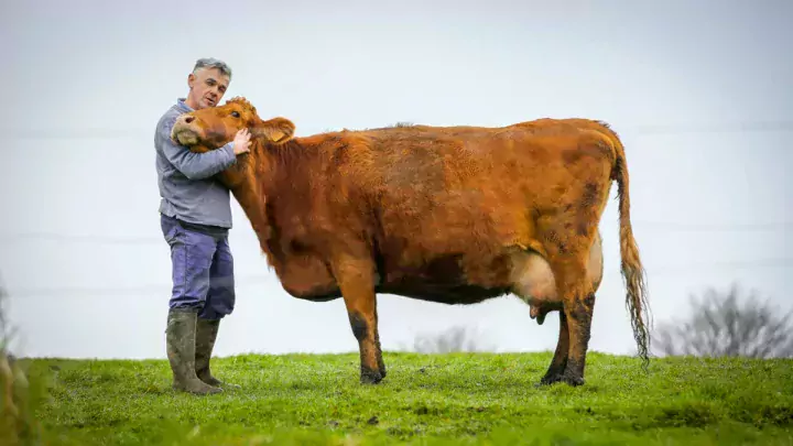 Appelée " Vache à Madame " pour son bon caractère ou " vache des châteaux " car très appréciée autrefois par la noblesse pour son lait d'excellente qualité, la race Froment du Léon est une race bovine à très faible effectif, dont le berceau se situe dans les Côtes-d'Armor.