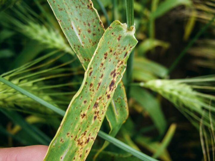 Ramulariose : petites tâches qui apparaissent en fin de cycle sur les feuilles supérieures. L’évolution de la maladie est très rapide et accélère la sénescence.