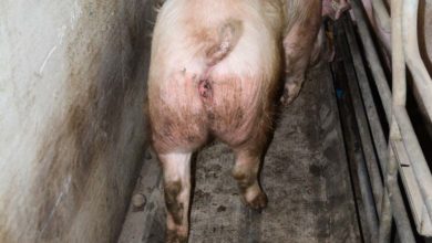Photo of Porc : un pesage express sur balance amovible