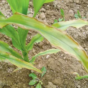 Les nécroses sont localisées en bordure du limbe.