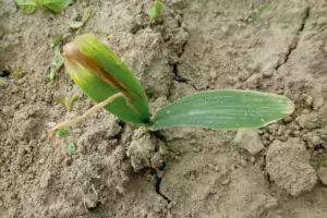 Le traitement de semences Sonido est la seule solution efficace pour lutter contre les dégâts de la mouche géomyze.