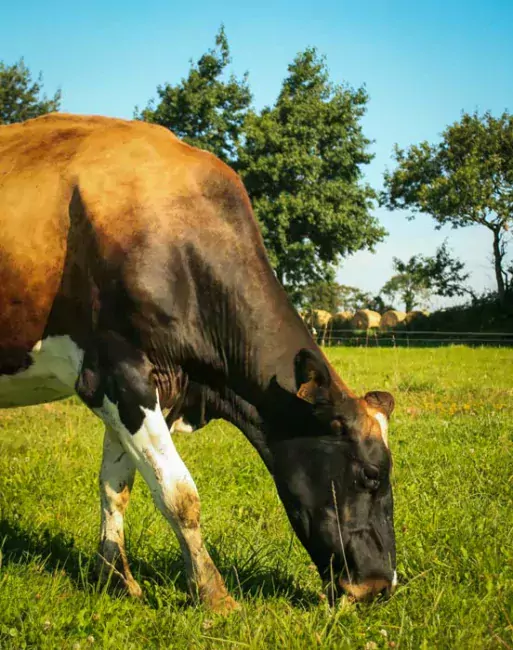 Débuter le déprimage dès que la portance le permet.