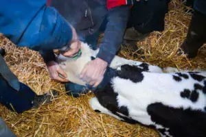 Intervenir sur un veau jeune et sédaté facilite l’opération d’écornage.