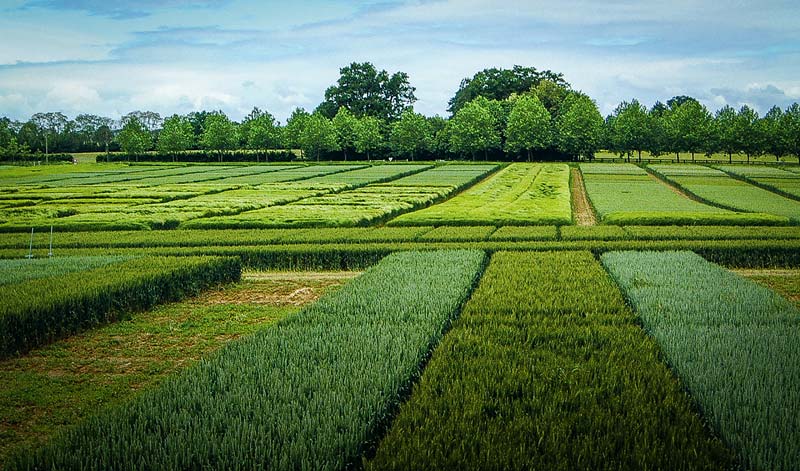 essais-variete-cereales - Illustration Fongicides sur blé : s’adapter au contexte de l’année