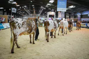 Chaque année, la participation des éleveurs est forte aux concours départementaux.