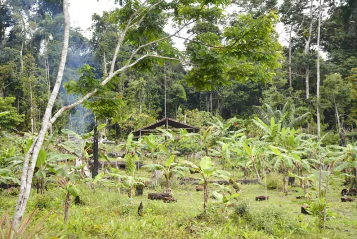 Un abatis, espace gagné sur la forêt par brûlis, où la production est mal maîtrisée.