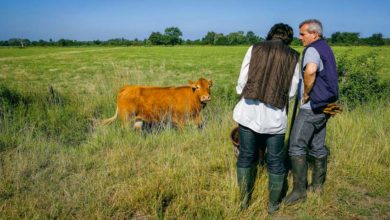 Photo of 21,11 € d’indemnités journalières pour les agriculteurs