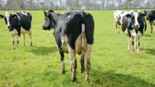 Les adhérents du syndicat Prim'holstein 56 ont visité l'élevage de Fabienne et Rémy Gicquel mardi dernier, après l'assemblée générale.