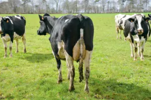 Les adhérents du syndicat Prim'holstein 56 ont visité l'élevage de Fabienne et Rémy Gicquel mardi dernier, après l'assemblée générale.