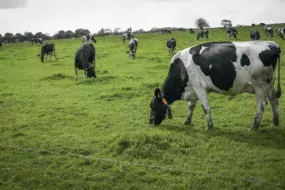 laitiere-prairie-primholstein