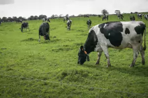 laitiere-prairie-primholstein