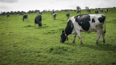 Photo of Raisonner la réforme des vaches laitières