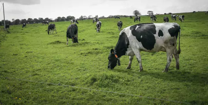 laitiere-prairie-primholstein