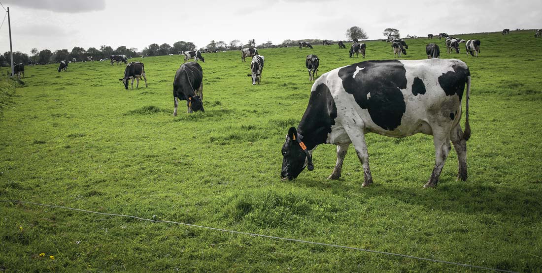 laitiere-prairie-primholstein - Illustration Une pousse d’herbe normale en début de campagne 2018