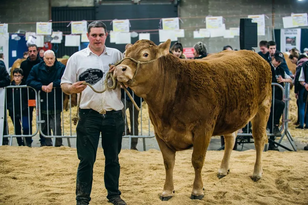 lolotte_limousine - Illustration Agri Deiz : Lolotte a la cote