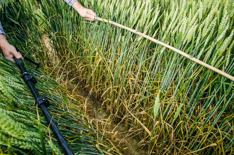 observation-traitement-fongicide-cereales - Illustration Fongicides sur céréales