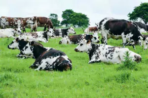 Le pâturage reste la clé pour la production de lait biologique. Certains pays, comme le Danemark, imposent une durée journalière d’accès à l’herbe.