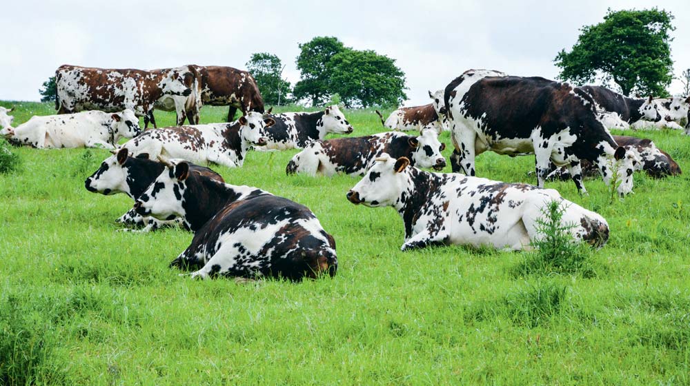 Le pâturage reste la clé pour la production de lait biologique. Certains pays, comme le Danemark, imposent une durée journalière d’accès à l’herbe. - Illustration Des productions européennes différentes en lait bio