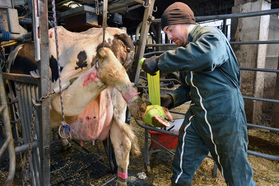 Pose d’un pansement sur un pied atteint de Mortellaro, maladie bactérienne provoquant une lésion qui s’installe entre les onglons et fait souffrir l’animal. Les boiteries font partie, avec la qualité du lait et la fertilité, des principales causes de réforme. Un parage précoce, un couchage confortable des animaux et une lutte contre l’encroûtement des pieds limitent efficacement le développement des boiteries.