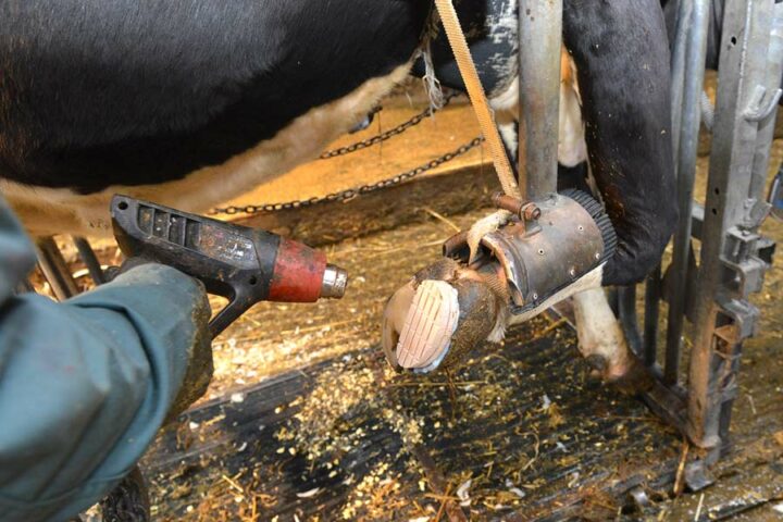 Cette vache souffre d’un ulcère à l’onglon interne d’une patte avant. Le pédicure fixe une talonnette de bois sur l’onglon sain pour éviter le contact avec le sol, puis il accélère le séchage de la colle à l’aide d’un décapeur thermique.