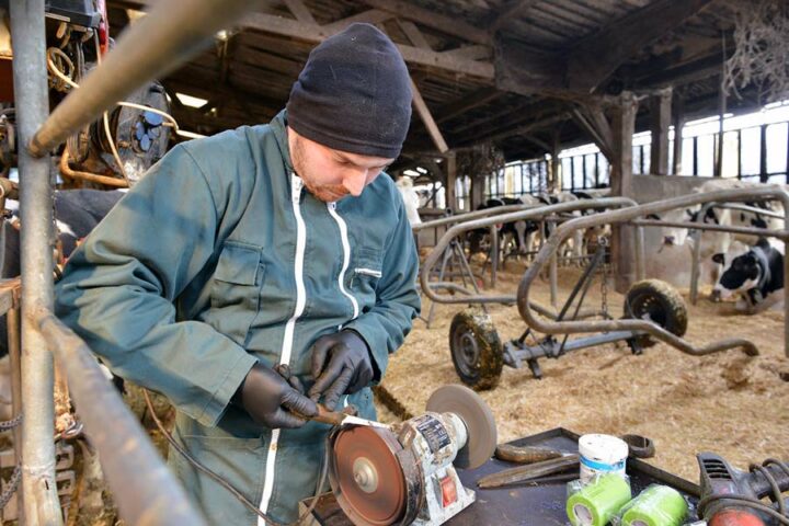 Avant de commencer à parer, Fabrice affûte sa rénette, outil tranchant qui permet de diminuer l’épaisseur des onglons, un travail qui le plus souvent se fait à la meuleuse. Pour la longueur, le pareur utilise une tenaille ou pince demi-lune (visible derrière le pot blanc).