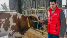 Xavier Rannou est un habitué des concours. Il présentera une dizaine d’animaux de son élevage au concours.