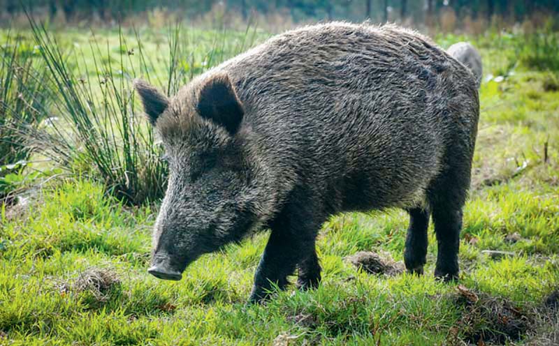 sanglier-seul - Illustration Peste porcine africaine : Renforcement des mesures de prévention