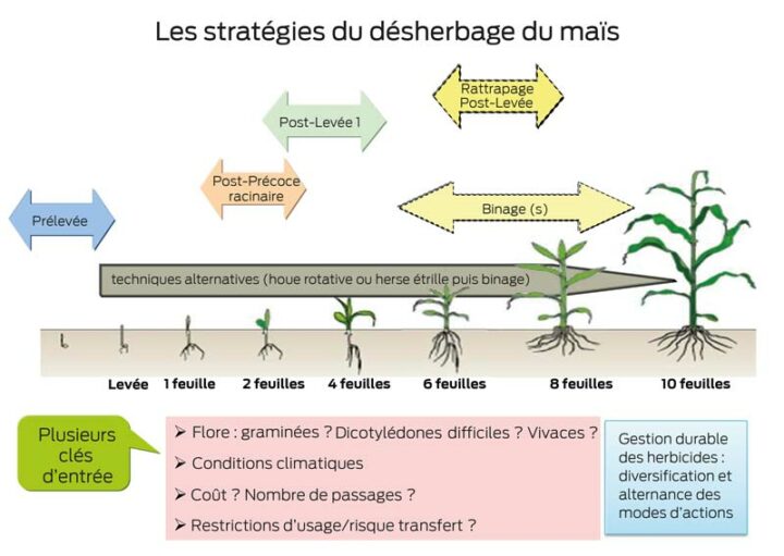 strategie-desherbage-mais