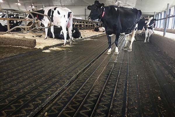 Le Gaec Keriske s’est équipé de 200 m2 de tapis Zig Zag pour l’aire d’exercice de ses 60 vaches laitières.