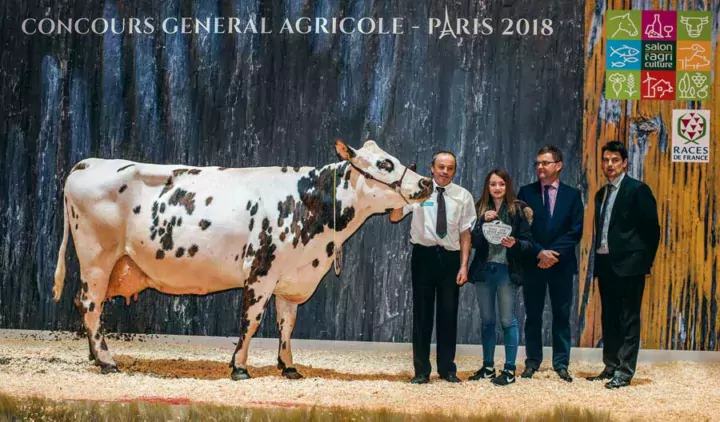 La doyenne Djakarta, au Gaec du Désert en Ille-et-Vilaine, a été désignée Meilleure laitière.