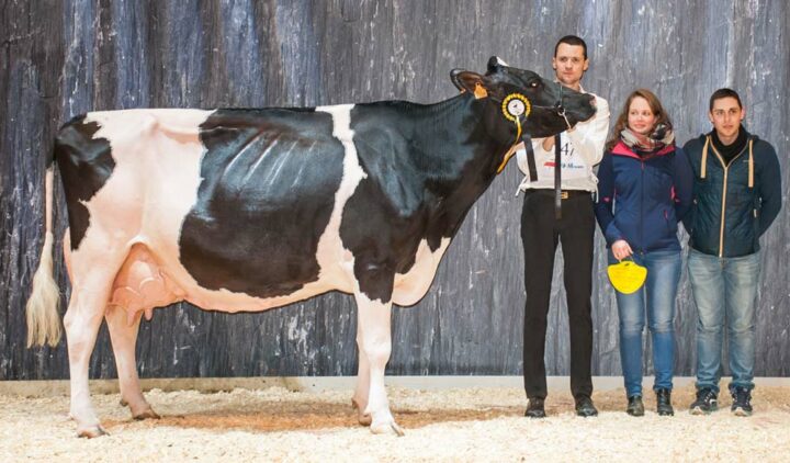 Escale, au Gaec Michard au Cambout (22), est nommée Réserve de grande championne, Championne adulte et Meilleure laitière de la race. 