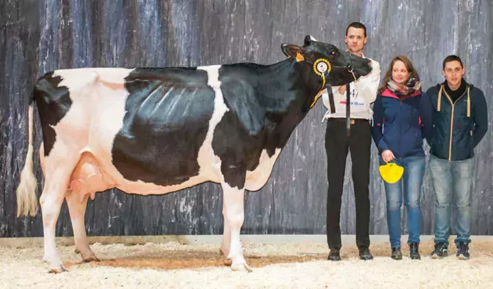 Escale, au Gaec Michard au Cambout (22), est nommée Réserve de grande championne, Championne adulte et Meilleure laitière de la race.