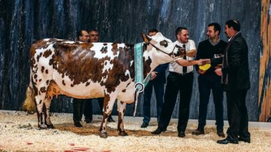 Photo of Normande : à Paris, Hamilton tient la corde