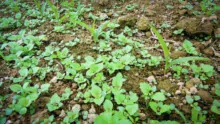 Calaris est un herbicide à large spectre sur dicotylédones. Il est notamment efficace sur les véroniques en post-levée.
