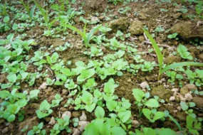 Calaris est un herbicide à large spectre sur dicotylédones. Il est notamment efficace sur les véroniques en post-levée.