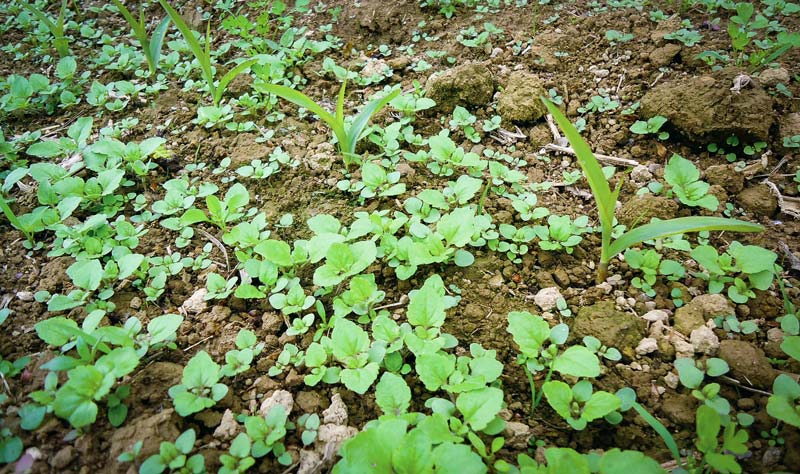 Calaris est un herbicide à large spectre sur dicotylédones. Il est notamment efficace sur les véroniques en post-levée.