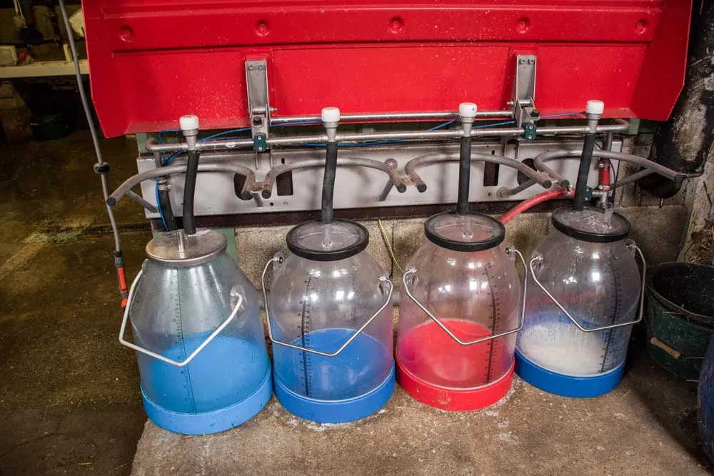 Ingénieux et hygiénique : Au Gaec du Champ Auvry, à Hénon, les éleveurs ont remplacé les seaux traditionnellement alignés pour collecter les laits écartés par le robot par un système « plus hygiénique » : des pots avec couvercle et tuyau. « Ainsi, il n’y a pas de projection de lait. Les mouches ne peuvent pas s’en approcher. En plus d’un nettoyage quotidien, une fois par semaine, au goupillon, nous briquons les pots et les tuyaux », racontent Elodie et Anthony Tardivel. - Illustration 4 trucs et astuces pour la salle de traite