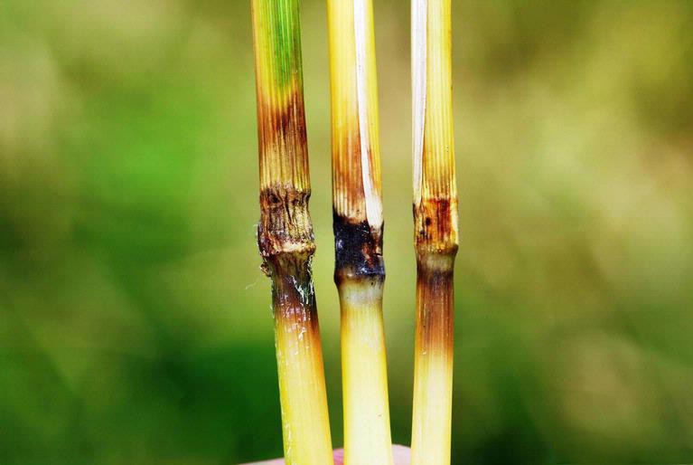 Symptômes de pyriculariose sur des nœuds de tiges de riz. Photo : Wikipédia - Illustration Blé : un “risque majeur” d’émergence de la pyriculariose en Europe