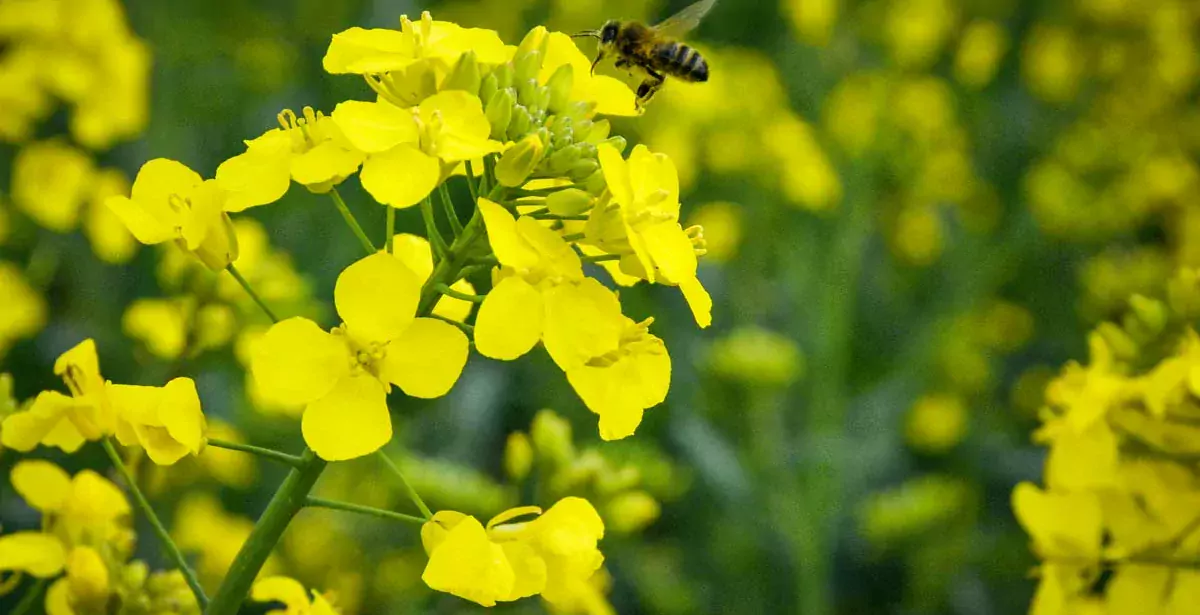 abeille-pollen - Illustration Ils protègent la biodiversité
