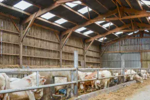 Le fibrociment dans lequel sont insérées des plaques translucides pour la luminosité reste une valeur sûre en Bretagne.