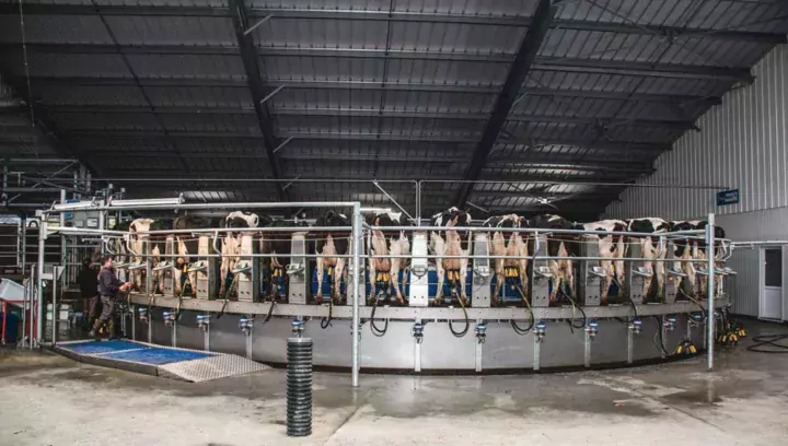 Le manège de traite a été monté dans un bâtiment large et évolutif par la concession CMT Quimper. « Un travail exemplaire a été mené par les techniciens en termes de qualités d’installation, de placement des réseaux, de finition, de conseils… Il n’y a pas un boulon de travers », apprécient les associés. « Ensemble, nous avons réfléchi à la suite. » Deux grosses gaines ont ainsi été réservées à proximité du roto. Elles contiennent arrivée d’eau, circuit pneumatique, câblages électriques… « Tout est prêt pour accueillir un bras robotisé de préparation des mamelles demain, permettant alors de traire seul. Et pourquoi pas ensuite un automate, comme il en existe déjà en Nouvelle-Zélande, qui pose les gobelets à une cadence de 300 vaches à l’heure ? »