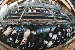 Dans un bâtiment de 2 400 m2 abritant 160 laitières en production, le bloc traite à une largeur de 11 m de mur à mur. Les deux lots d’animaux sont logés en logettes sur sable.