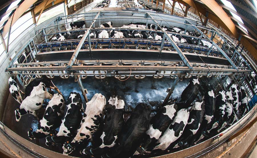 Dans un bâtiment de 2 400 m2 abritant 160 laitières en production, le bloc traite à une largeur de 11 m de mur à mur. Les deux lots d’animaux sont logés en logettes sur sable. - Illustration « Produire beaucoup plus de lait en limitant les annuités »